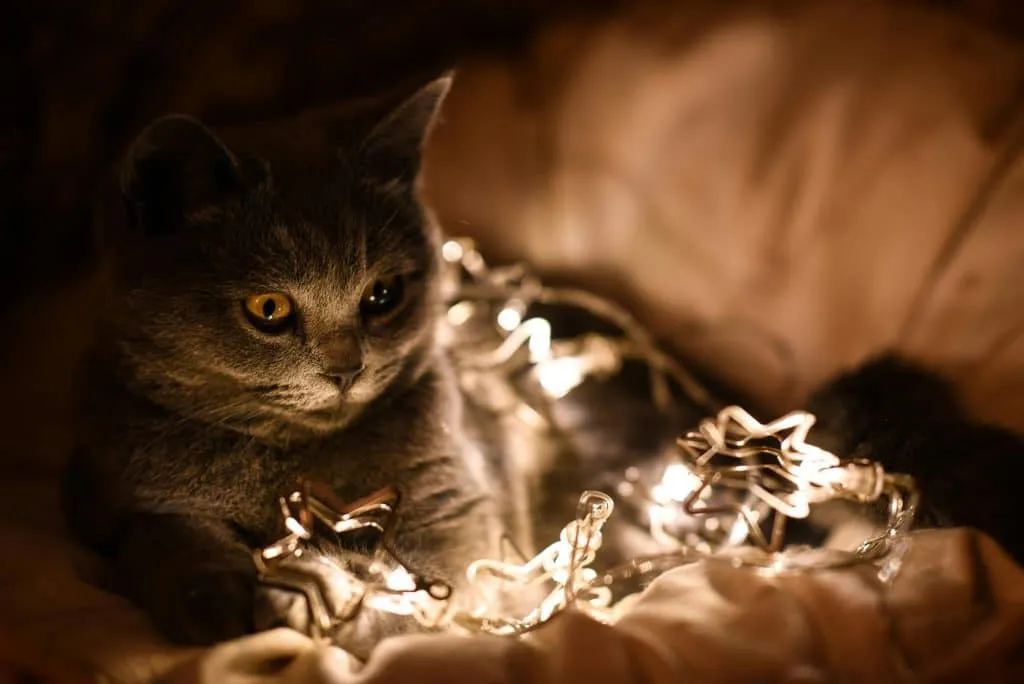 Cat lit by the fairy lights of the Christmas tree
